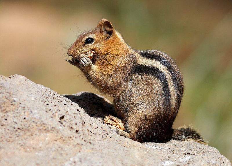Golden-mantled ground squirrel, Lake Almanor
