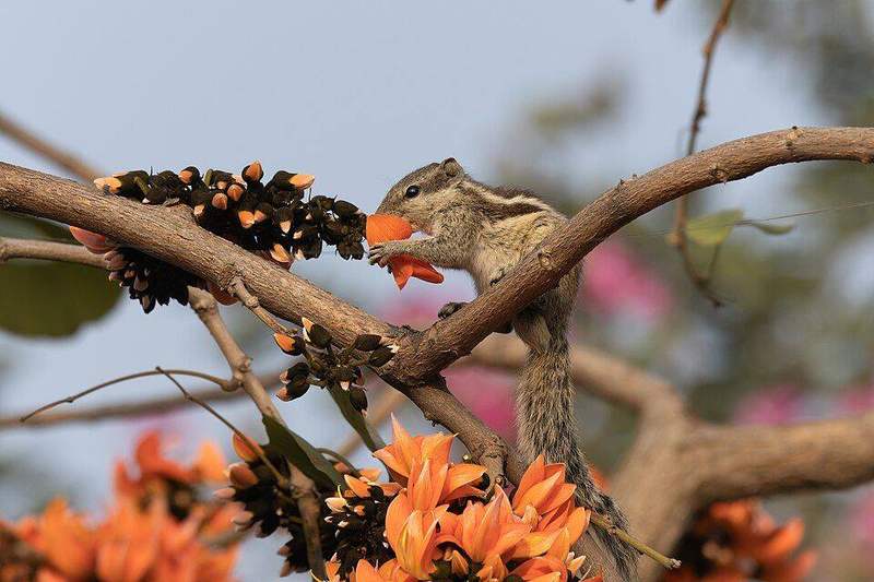Indian palm squirrel