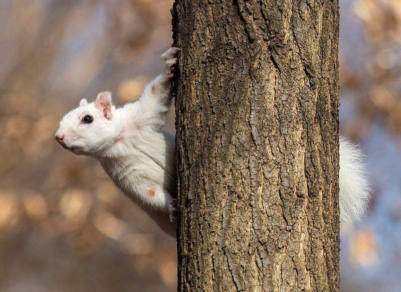 White squirrel hanging on