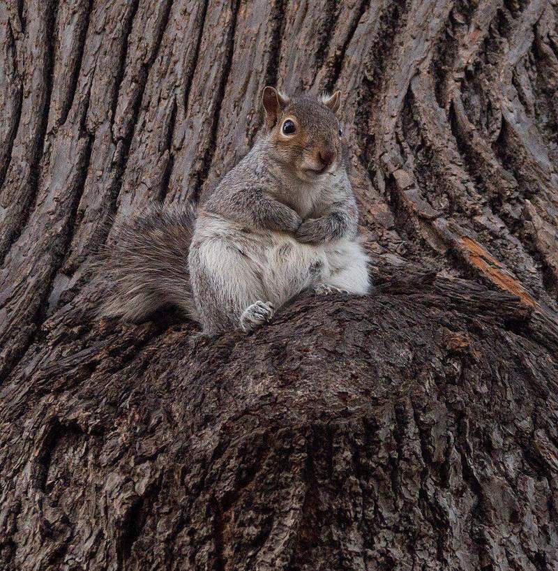 Prospect Park pose