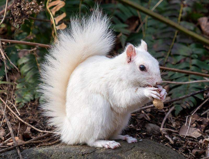 White squirrel with a peanut