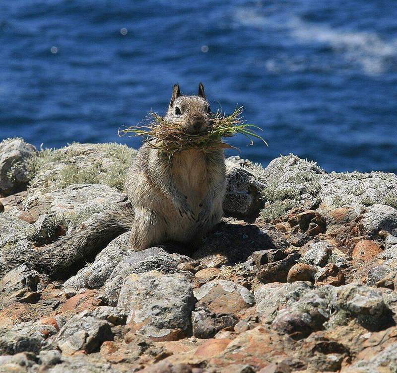 Ground squirrel at Point Lobos