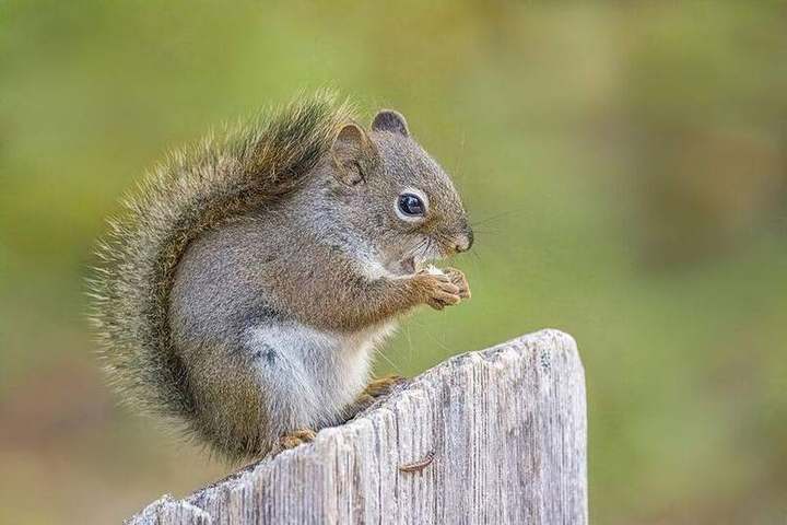 American red squirrel