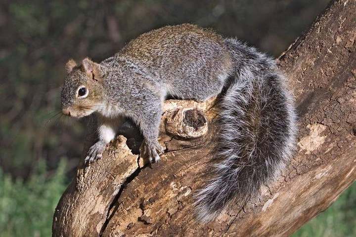 Arizona gray squirrel