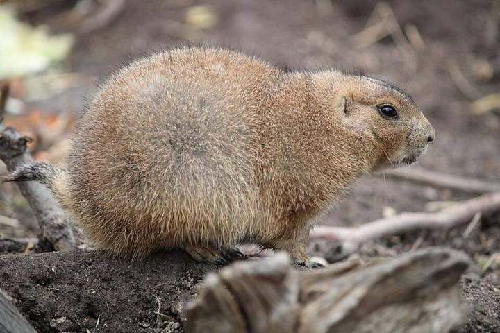Black-tailed prairie dog