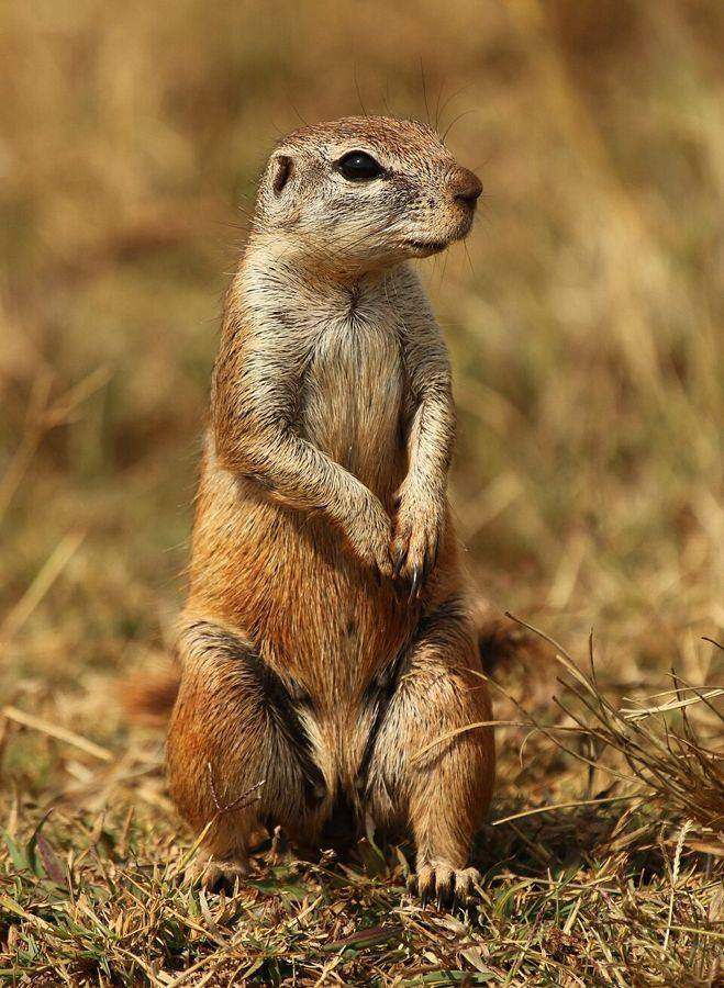 Cape ground squirrel