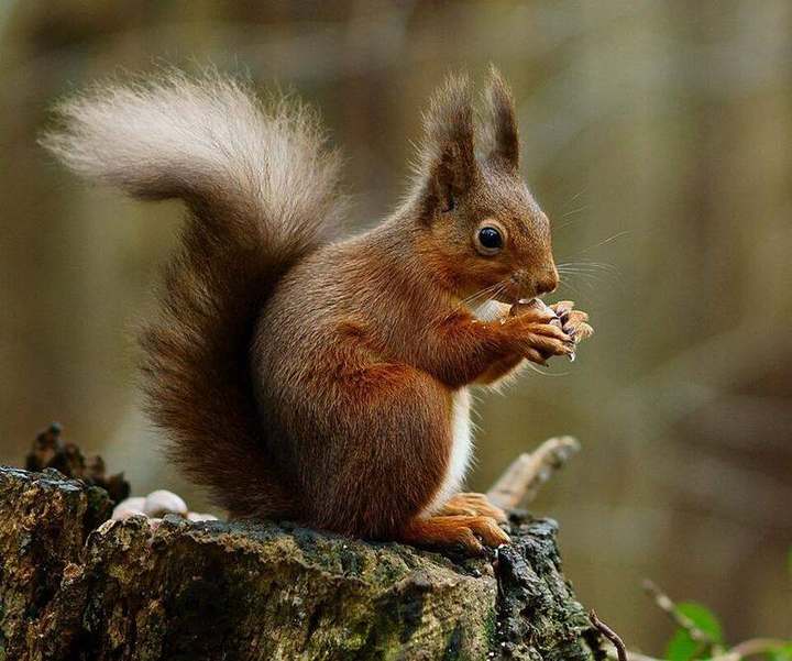 Eurasian red squirrel
