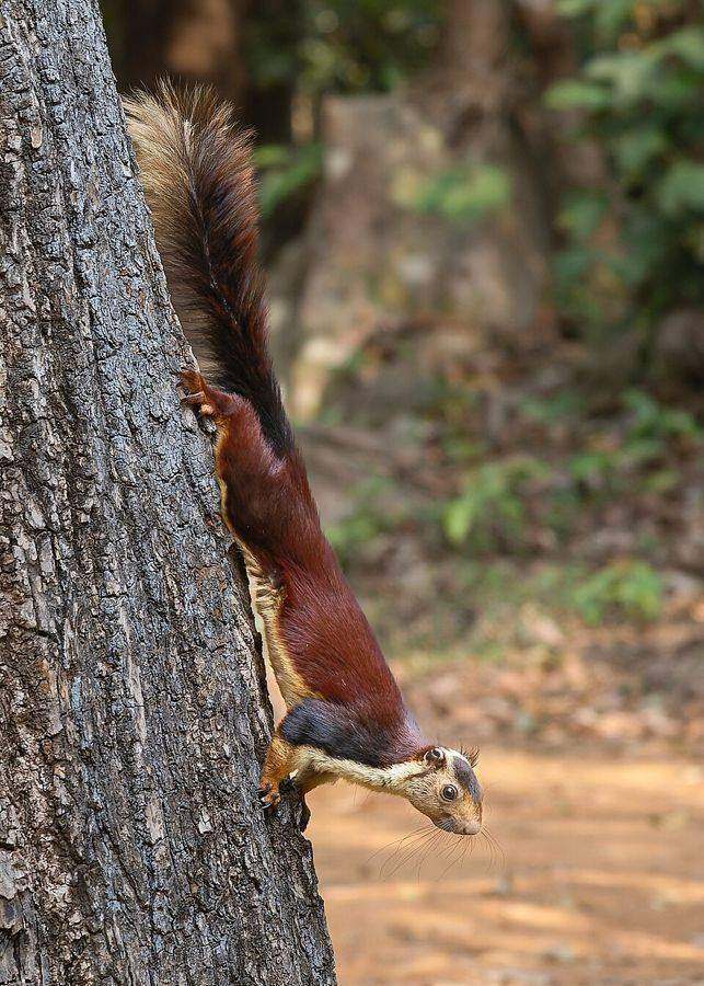 Indian giant squirrel