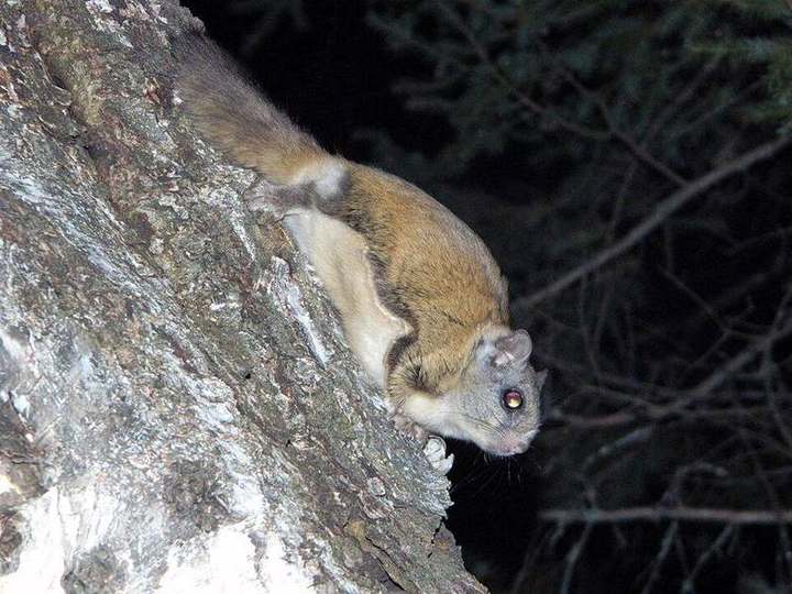 Northern flying squirrel
