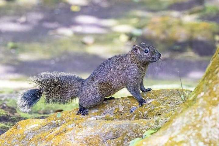 Pallas's squirrel