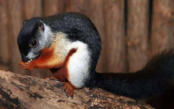 Prevost's squirrel