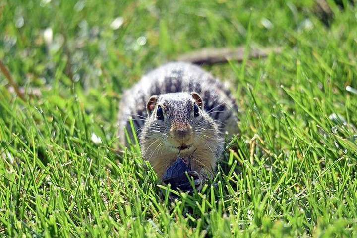 Thirteen-lined ground squirrel