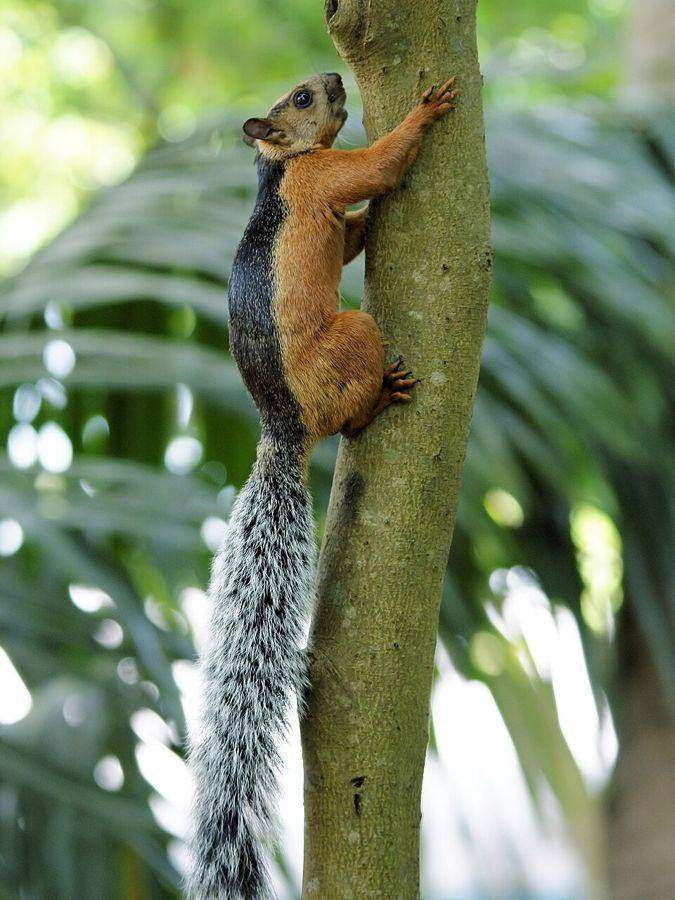Variegated squirrel