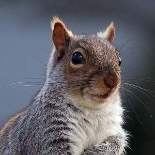 Gray squirrel mid-snack