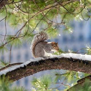 Central Park regular
