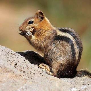 Golden-mantled ground squirrel, Lake Almanor