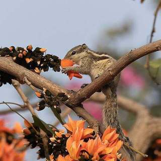 Indian palm squirrel