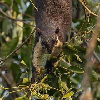 Black giant squirrel, Kaziranga