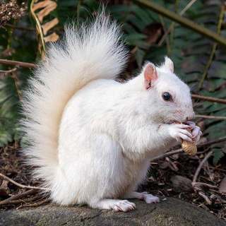 White squirrel with a peanut