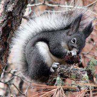 Abert's squirrel