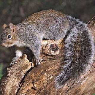 Arizona gray squirrel