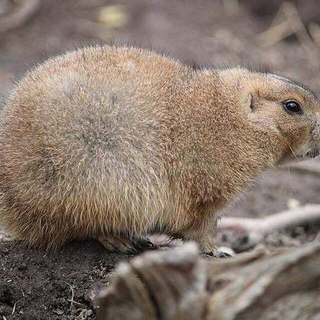 Black-tailed prairie dog