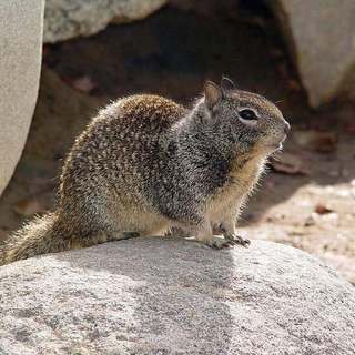 California ground squirrel