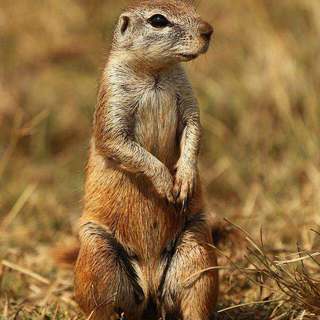 Cape ground squirrel