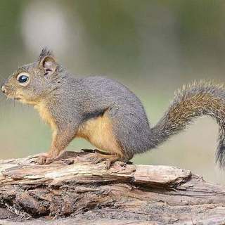 Douglas squirrel