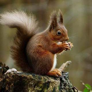 Eurasian red squirrel