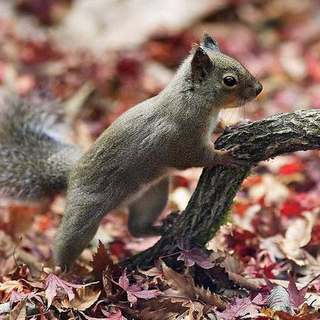 Japanese squirrel