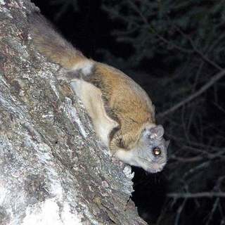 Northern flying squirrel