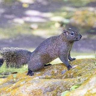 Pallas's squirrel