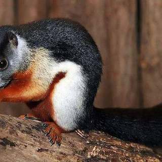 Prevost's squirrel