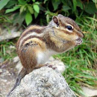 Siberian chipmunk