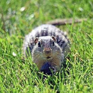Thirteen-lined ground squirrel