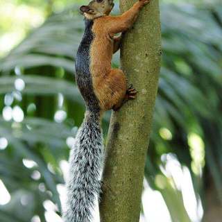 Variegated squirrel