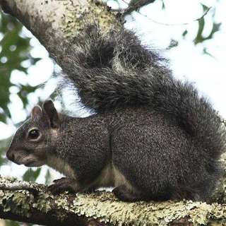 Western gray squirrel